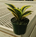 Superba Robusta